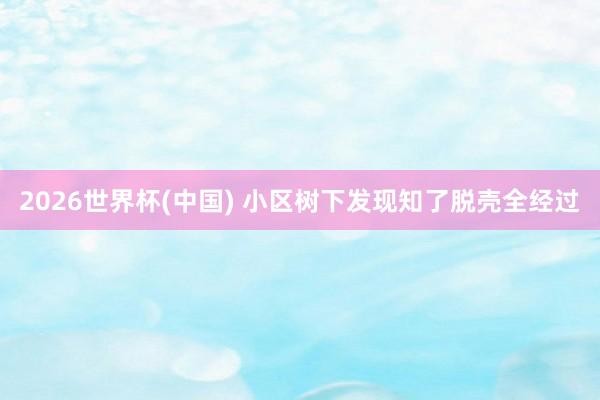 2026世界杯(中国) 小区树下发现知了脱壳全经过